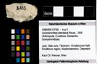 Foto (Objekt + Etiketten) von Goniodromites bidentatus (Reuss, 1858) 